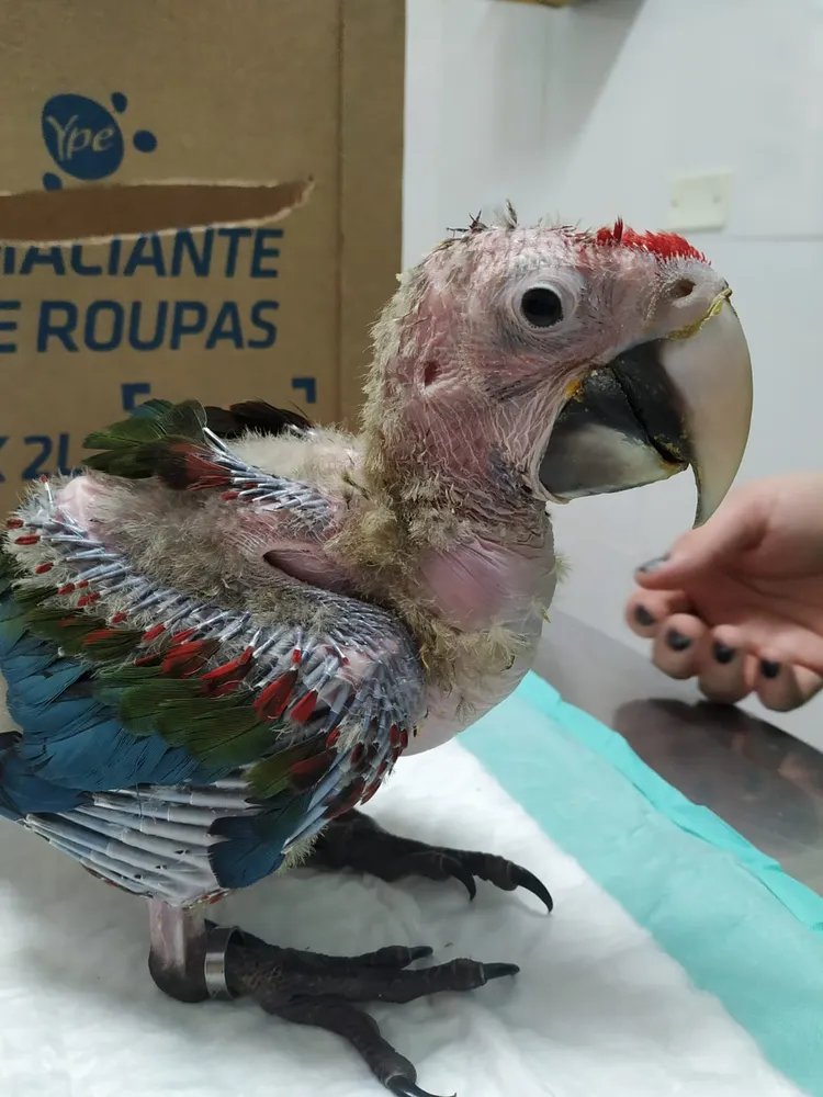 Rotina clínica na Komodo